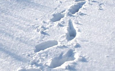 XXIV. Miskolci Téli Tárlat